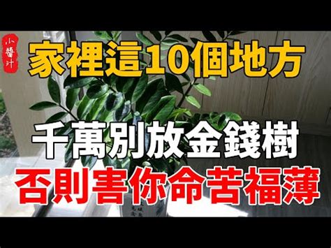 吸財樹風水|吸財樹風水必知事